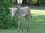 zebra